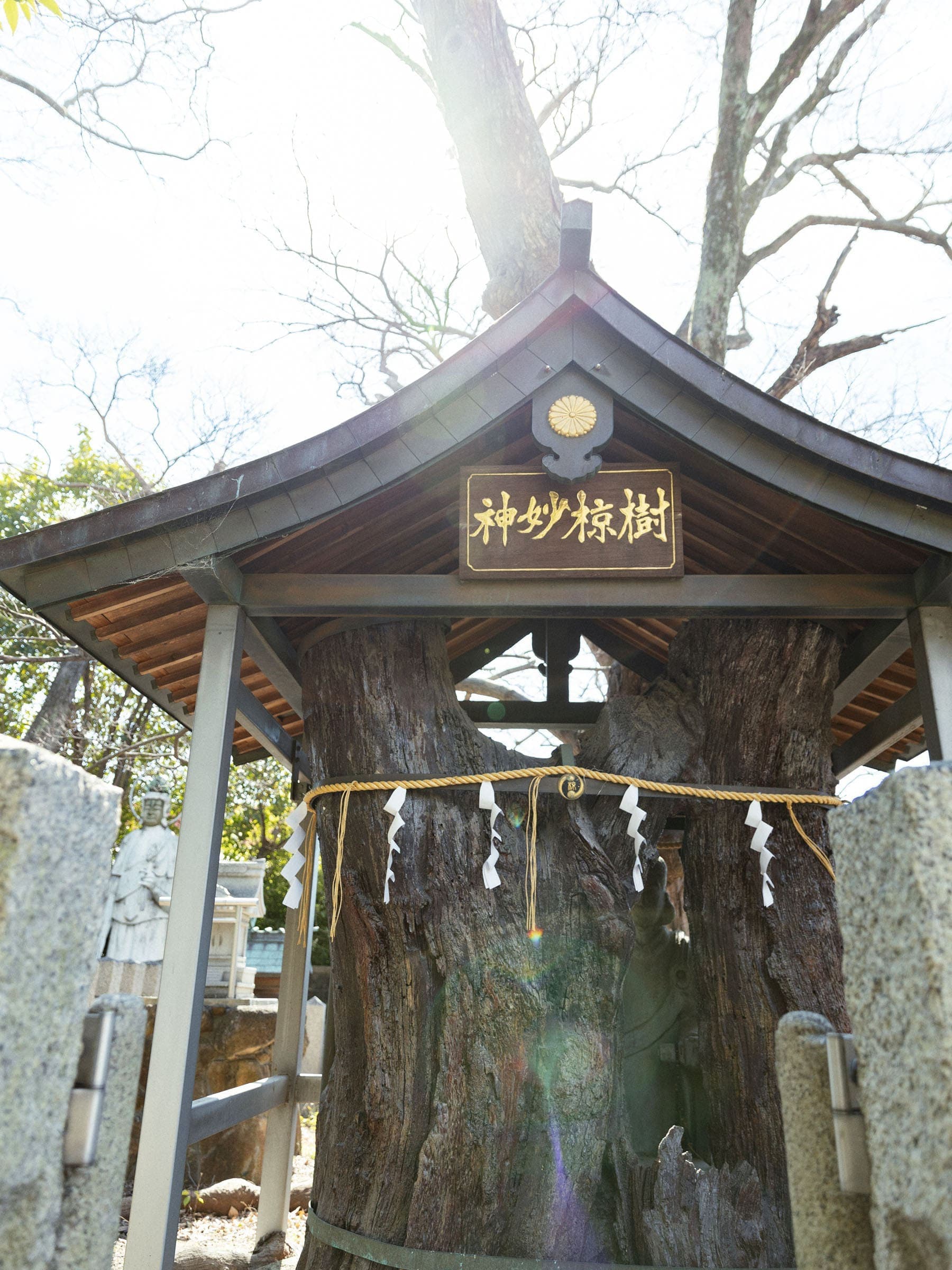 神妙椋樹(しんみょうりょうじゅ)